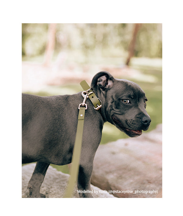 Luxe Leather Dog Collar - Olive